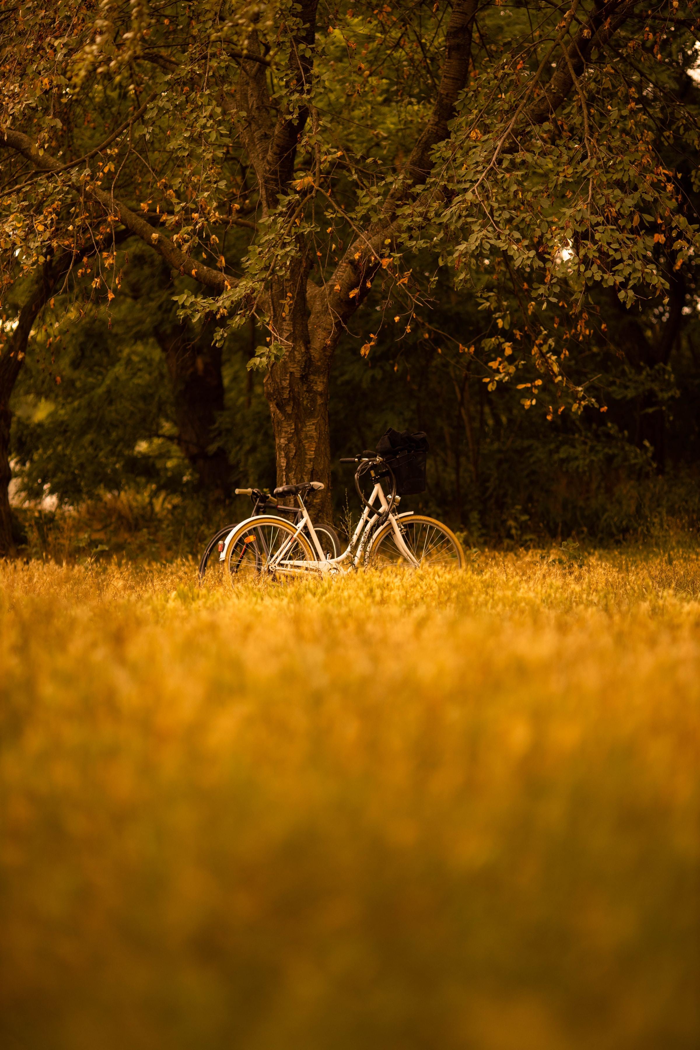 a bike near three
